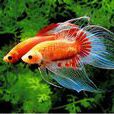 搏魚 搏魚