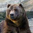 科迪亞克島棕熊