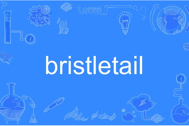 bristletail bristletail