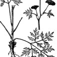 石防風(植物) 石防風(植物)