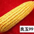 良玉199 良玉199