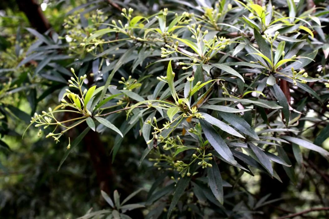 潤楠A優7號 潤楠A優7號
