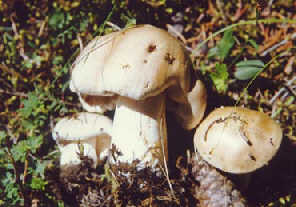 洛陽食用毒蘑菇中毒事件
