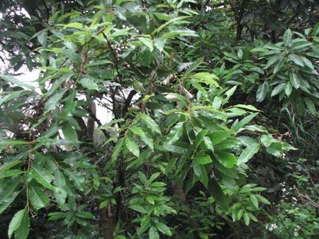 栓皮櫟(山毛櫸目殼斗科植物)