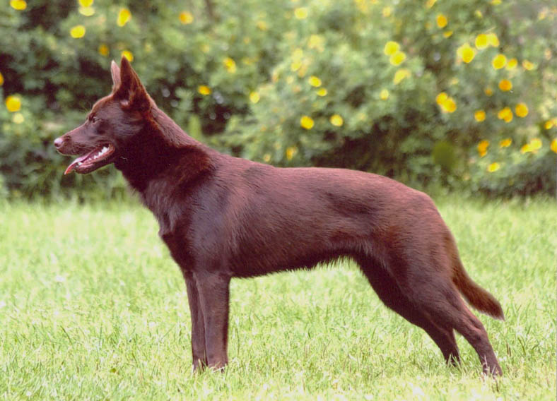 澳洲克爾皮犬
