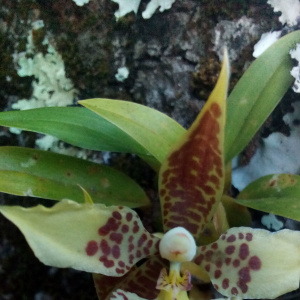 Rhynchostele maculata