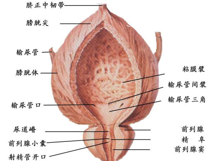 膀胱類型