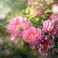 洛陽牡丹(中國名花)