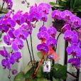 年宵花 年宵花