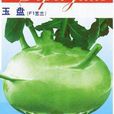 玉盤(苤藍品種) 玉盤(苤藍品種)