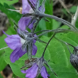 山茄子(華北散血丹) 山茄子(華北散血丹)