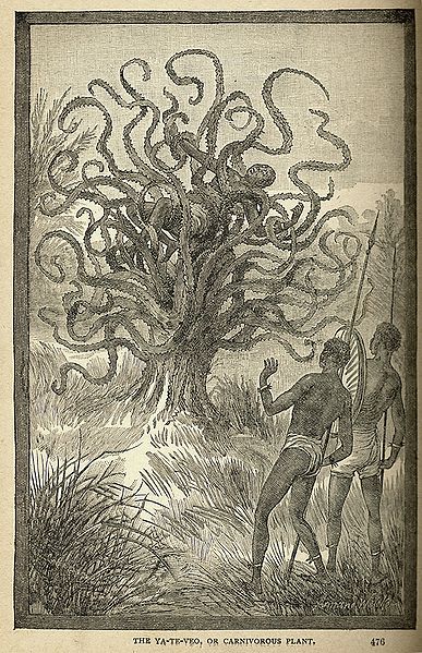 1887年，所謂來自美洲中部的食人樹