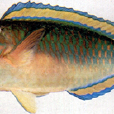日本綠鸚哥魚
