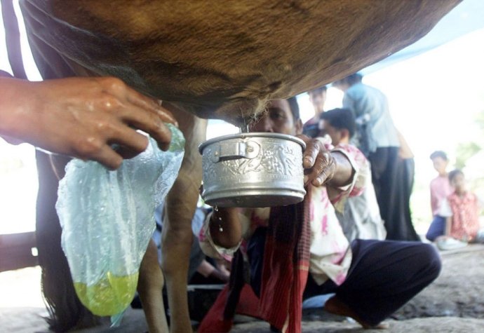 牛尿療法高棉貢布地區