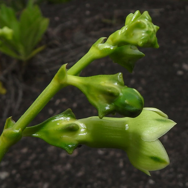 Chelonanthus hamatus
