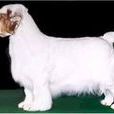 克倫勃獵犬 克倫勃獵犬