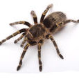 蜘蛛(spider（節肢動物名）)
