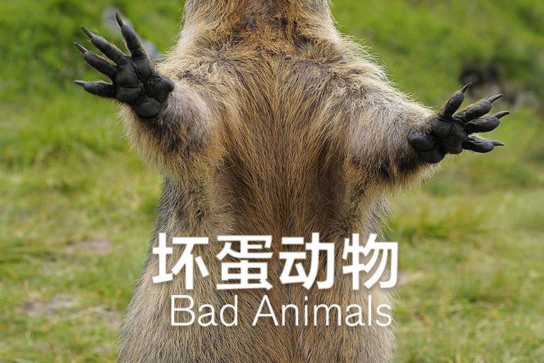 壞蛋動物 壞蛋動物