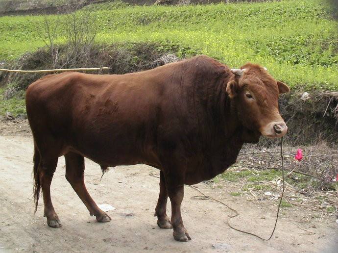 竹山鄖巴黃牛