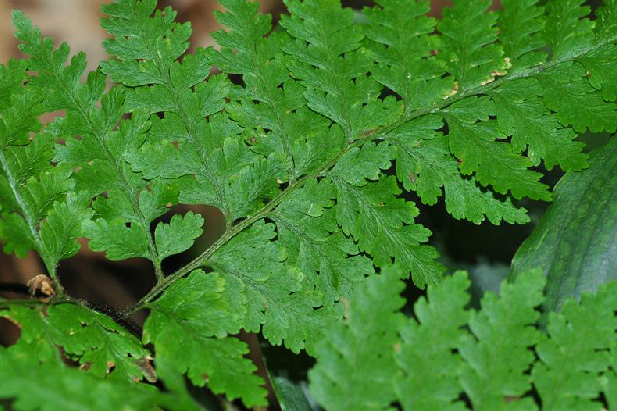 碗蕨(姬蕨科碗蕨屬植物) 碗蕨(姬蕨科碗蕨屬植物)