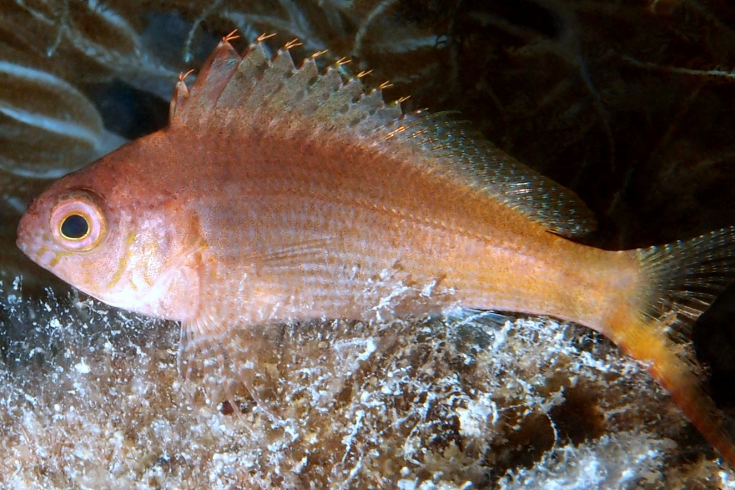 狹鰕虎魚屬 狹鰕虎魚屬