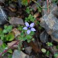 脹萼藍鐘花 脹萼藍鐘花