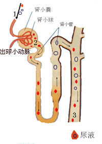 腎小管