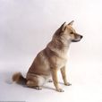 阿依努犬 阿依努犬