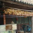 圓照寺村 圓照寺村