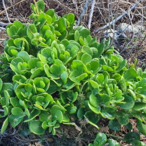 Sinapidendron sempervivifolium