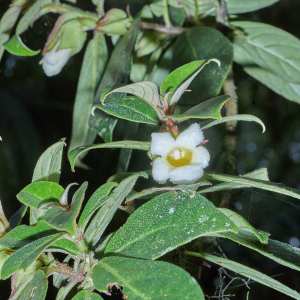 Drymonia oinochrophylla