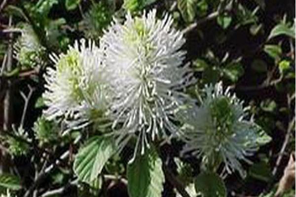 Fothergilla gardenii \x27Blue Mist\x27