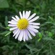 白花蟛蜞菊 白花蟛蜞菊