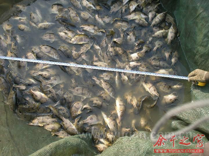 信江鱖魚