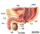 前列腺增生人體解剖圖