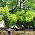靈山蘇村 靈山蘇村