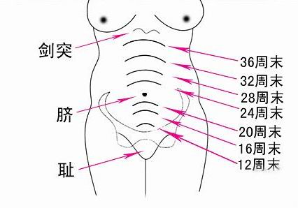 孕期宮高和腹圍標準示意圖