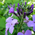 紫花糖芥 紫花糖芥