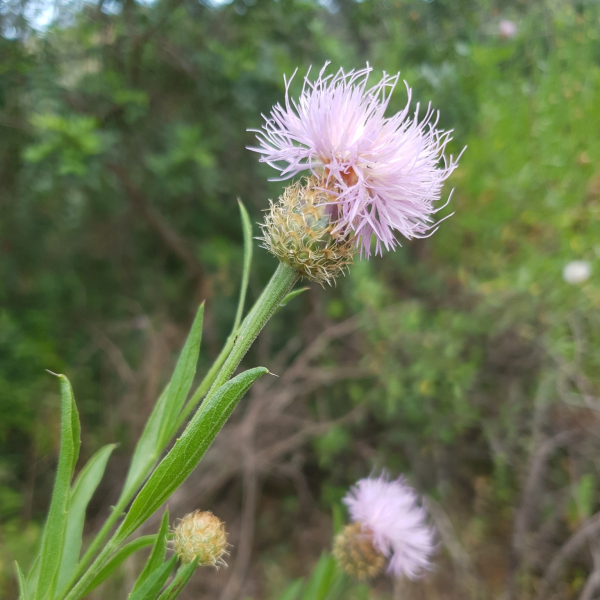 Cheirolophus sempervirens