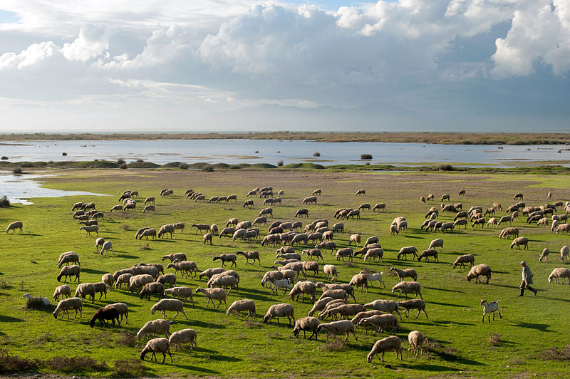 維斯托尼斯湖畔的羊群
