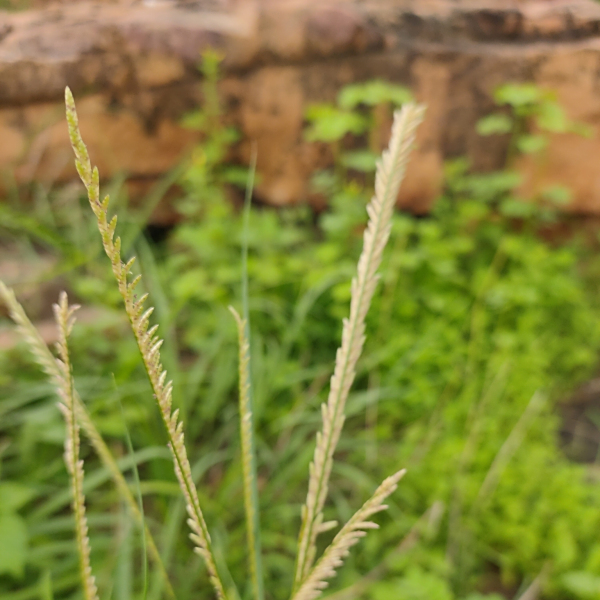 Eragrostiella brachyphylla