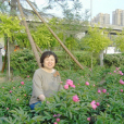 席西利 席西利
