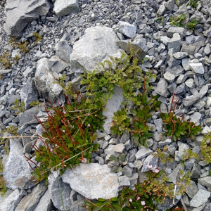 Epilobium crassum