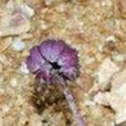 錯那垂頭菊 錯那垂頭菊