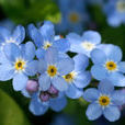 forget me not(紫草科勿忘草屬植物) forget me not(紫草科勿忘草屬植物)