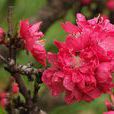 碧桃花 碧桃花