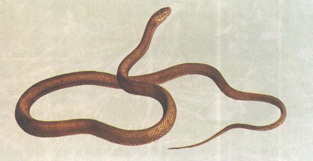 喜山頸槽蛇