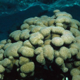 史提芬濱珊瑚