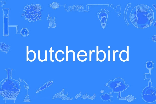 butcherbird butcherbird