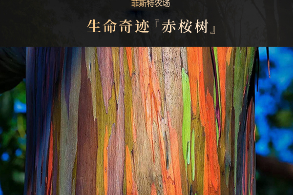 赤桉樹 赤桉樹